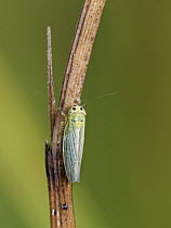 Leafhopper (Cicadula saturata) on a plant stem in a freshwater marsh, Kenfig National Nature Reserve, Glamorgan, Wales, UK, July.