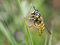 Large female Wasp hoverfly (Chrysotoxum cautum)  resting on a grass stem in scrubland, Kenfig National Nature Reserve, Glamorgan, Wales, UK, June.