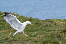 Herring gull (Larus argentatus) landing on a grassy cliff edge, near Swanage, Dorset, UK, May.