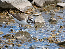 Little ringed plover (Charadrius dubius) with Blood worm (Chironomus sp.) prey in its beak, on the muddy margins of a freshwater lake, Gloucestershire, UK, May.