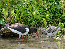 Oystercatcher (Haematopus ostralegus) adult with chick foraging in shallow water at lake edge, Gloucestershire, UK, May.