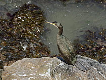 European shag (Phalacrocorax aristotelis) perched on coastal rocks, Gower Peninsula, Wales, UK, June.