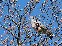 Wood pigeon (Columba palumbus) perched in a Beech tree (Fagus sylvatica) feeding on buds, Wiltshire, UK, April.