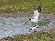 Male Pied avocet (Recurvirostra avosetta) perched on the back of its mate, before mating, at the edge  lake, Gloucestershire, UK, May.