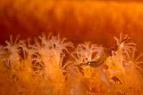Elegant coastal shrimp (Heptacarpus decorus) on Orange sea pen (Ptilosarcus gurneyi) in Browning Pass, British Columbia, Canada. North East Pacific Ocean. July.