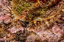 Close up of Northern abalone (Haliotis kamtschatkana), Browning Pass, British Columbia, Canada. North East Pacific Ocean. July.