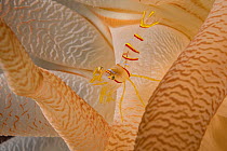 Candy stripe shrimp (Lebbeus grandimanus) sheltering beneath tentacles of its host, Crimson anemone (Cribrinopsis fernaldi). Browning Pass, British Columbia, Canada. North East Pacific Ocean. July.