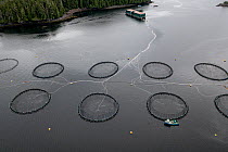Aerial view of salmon farm near Port Hardy, British Columbia, Canada. North East Pacific Ocean. July.