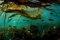 School of Black rockfish (Sebastes melanops) sheltering in Bull kelp forest (Nereocystis luetkeana) in Browning Pass, British Columbia, Canada. North East Pacific Ocean. September.