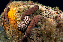 Sea cucumber (Holothuria sanctori) aggregating on algae covered rock, Tenerife, Canary Islands.