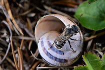Male Two-coloured mason bee (Osmia bicolor) building its nest in empty snail shell, Germany. June.