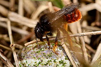 Two-coloured mason bee (Osmia bicolor) carrying dried stalk back to its nest, Germany. June.