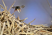 Two-coloured mason bee (Osmia bicolor) flying back to its nest, carrying dried stalks, Germany. June.