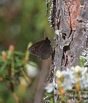 Lapland ringlet butterfly (Erebia embla) showing its underwing, Finland. June.