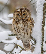 Tawny owl (Strix aluco), brown form, perched on snow covered tree trunk, Finland. February.