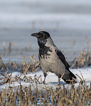 Hooded crow (Corvus corone cornix) alert on snow covered ground, Finland. April.