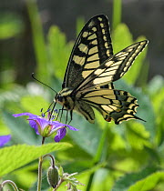 Male Swallowtail butterfly (Papilio machaon) eating  from Wood cranesbill (Geranium sylvaticum), Finland. June.