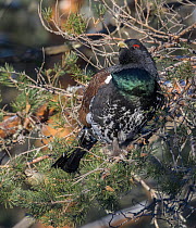 Male Western capercaillie (Tetrao urogallus) eating needles directly from pine branches, Finland. March