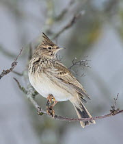 Crested lark (Galerida cristata) perched on branch, Finland. January.
