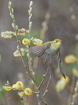 Wood warbler (Phylloscopus sibilatrix) taking off from flowering willow, Finland. May.