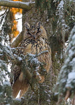 Eurasian eagle-owl (Bubo bubo) resting on snow covered branches, Finland. December.