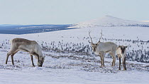 Three Reindeer (Rangifer tarandus tarandus) grazing in snowy landscape, Finland. April.