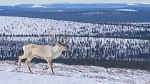 Reindeer (Rangifer tarandus tarandus) in snowy landscape, Finland. April.