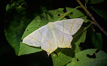 Male Swallow-tailed moth (Ourapteryx sambucaria) resting on leaf, Finland. June.