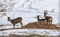 Three Roe deer (Capreolus capreolus), in winter fur, eating potatoes, Finland. April.