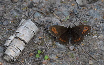 Arran brown butterfly (Erebia ligea), wings open, resting on ground, Finland. July.