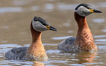 Adult pair of Red-necked grebe (Podiceps grisegena) swimming on lake, Finland. May.