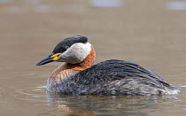 Red-necked grebe (Podiceps grisegena) swimming on lake, Finland. May.