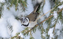 Crested tit (Lophophanes cristatus) perched on snow covered branch, Finland. February.