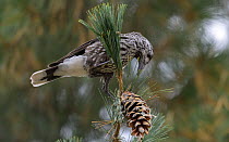Spotted nutcracker, (Nucifraga caryocatactes) searching for seeds on pine branch, Finland. October.