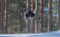 Male Western capercaillie (Tetrao urogallus) jumping to fly, Finland. March.