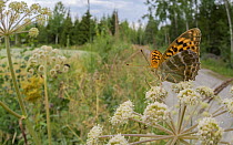 Female Silver-washed fritillary butterfly (Argynnis paphia) nectaring on Wild angelica (Angelica sylvestris), Finland. July.