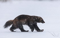 Wolverine (Gulo gulo) walking through snow covered clearing, Finland. May.