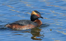 Adult Horned grebe (Podiceps auritus) swimming on lake, Finland. May.