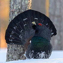 Male Western capercaillie (Tetrao urogallus) parading during lek mating Finland. March.