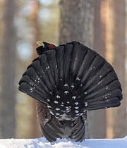 Male Western capercaillie (Tetrao urogallus) parading during lek mating Finland. March.