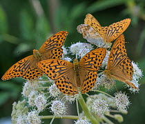 Four male Silver-washed fritillary butterflly (Argynnis paphia) aggregating on wildflower, Finland. July.