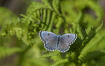 Chequered blue butterfly (Scolitantides orion) resting on fern, Finland. June.