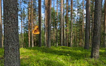 Male Oak eggar moth (Lasiocampa quercus) flying through woodland, Finland. June.