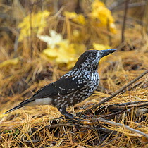 Spotted nutcracker (Nucifraga caryocatactes) searching for seeds on forest floor, Finland. October.