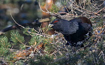 Male Western capercaillie (Tetrao urogallus) eating needles directly from pine branches, Finland. March.