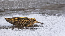 Jack snipe (Lymnocryptes minimus) crouching in frost covered water, Finland. February.