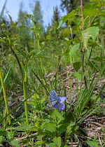 Male Chequered blue butterfly (Scolitantides orion) resting on wildflower in habitat, Finland. June.