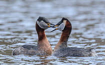 Pair of adult Red-necked grebe (Podiceps grisegena) courting, Finland. May.