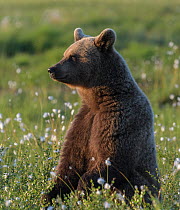Young Brown bear (Ursus arctos) sitting in meadow, Finland. July.