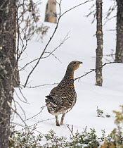 Female Western capercaillie (Tetrao urogallus) walking through snowy forest, Finland. April.